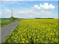 Farm track and rape crop