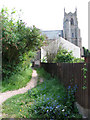 Forget-me-nots beside the path