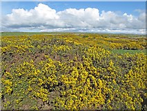 ND1164 : Gorse at Geise by david glass