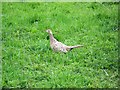 Hen Pheasant (Phasianus colchicus)