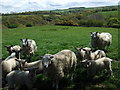 SN1541 : Sheep near Pengaer by Natasha Ceridwen de Chroustchoff