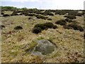 NZ9601 : Cup marked boulder, Brow Moor by Andrew Curtis
