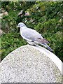 Wood-pigeon, Holy Trinity Church