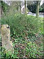 Wide verge by the A4, Chippenham