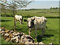ST5251 : Cattle by the West Mendip Way by Derek Harper
