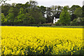 Rose Cottage beyond a field of rape - Syston