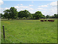 Broad hedgerow and brown cows