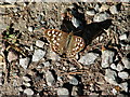 Speckled Wood on the roadside