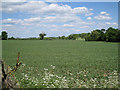 Field of beans near Middle Farm