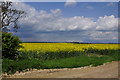 Rape field - Scredington