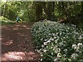 Wild Garlic in Jervis Lum, Norfolk Park