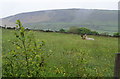 Alpacas in a field