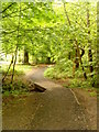 Footpath through the trees