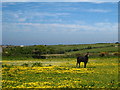 Horse and buttercups at Goonbell