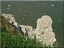 TA2073 : Scale Nab with Gannets, Bempton Cliffs by Rich Tea