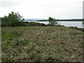 Ham Common, scrub clearance