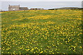 Buttercup meadow at Morvah