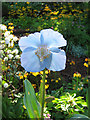 Meconopsis at Branklyn Gardens