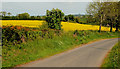 The Tower Road near Loughbrickland (1)