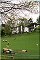 Sheep near Bowden