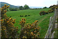 Farmland north of Ty-uchaf