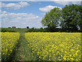 Nearly through the oilseed rape