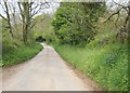 Cornish Lane looking towards Bury Down