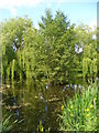 Bentley Village Pond