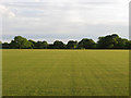 TQ5011 : Tucknott Field by Simon Carey