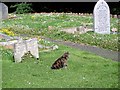 Churchyard, St Decumans Church