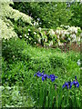 Irises at Wollerton Old Hall