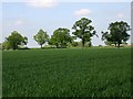 Trees in a field near Ryton Heath Farm