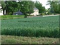 Kirk Smeaton wheat field