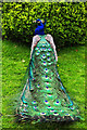 Peacock in the Swiss Garden - Old Warden