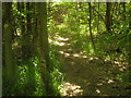 Saxon Shore Way in Park Wood