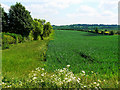 Wheat field, near the bridleway from Clifton Road, Clifton