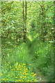 Path through the wood