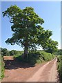 Oak by the Two Moors Way