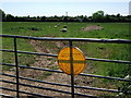 Sheep in field at Bulkington Road, Shilton