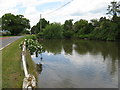 Roadside duck pond at Flitchfold Farm