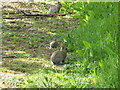 Rabbits on bridleway to B2133