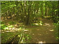 Footpath junction on the Saxon Shore Way in Priory Wood