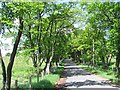 Beech lined road, Scabgill