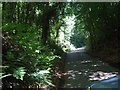 Lane through Cross Park Copse, near Gittisham