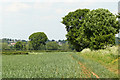ST6156 : 2010 : Wheatfield near Hollow Marsh by Maurice Pullin