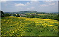 Buttercups fronting a view of Hawkshaw