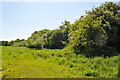 Overgrown Track to County School