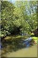 Wolvercote Millstream from the bridge