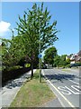 Lamppost in Lynwood Avenue