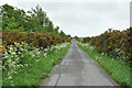 Narrow road near Gollanfield